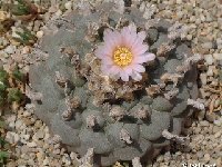 Lophophora williamsii  JLcoll.2481.jpg